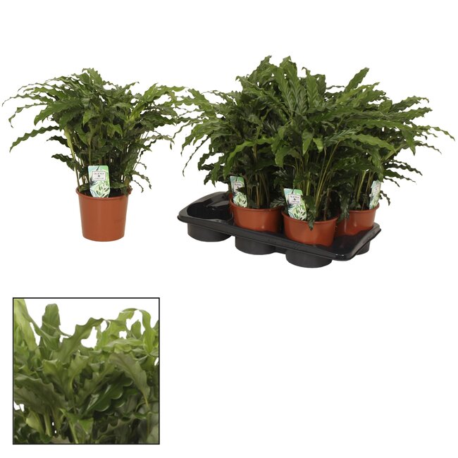 1 x Calathea Bluegrass - Ø17 ↕65