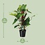 Philodendron Red Emerald - Ø19 ↕80