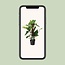 Philodendron Red Emerald - Ø19 ↕80