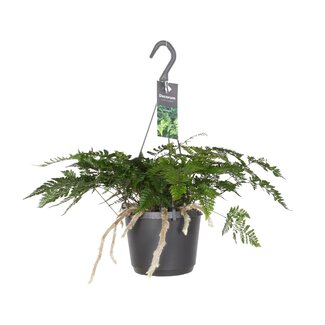 Davallia Bullata - Ø17cm - ↕30cm