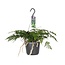 Davallia Bullata - Ø17cm - ↕30cm