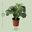 Calathea Orbifolia - Ø21cm - ↕50cm