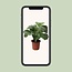 Calathea Orbifolia - Ø21cm - ↕50cm