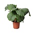 Calathea Orbifolia - Ø21cm - ↕55cm