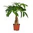 Pachira Aquatica - Ø12cm - ↕35cm