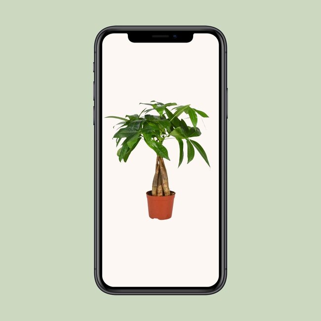 Pachira Aquatica - Ø12cm - ↕35cm