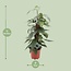 Epipremnum Pinnatum Cebu Blue - Ø17cm - ↕60cm
