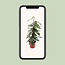 Epipremnum Pinnatum Cebu Blue - Ø17cm - ↕60cm