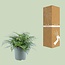 Asplenium Parvati - Ø27cm - ↕50cm