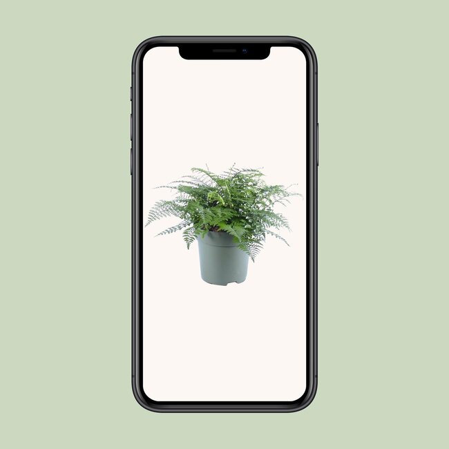 Asplenium Parvati - Ø27cm - ↕50cm