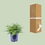 Asplenium Parvati - Ø21cm - ↕40cm