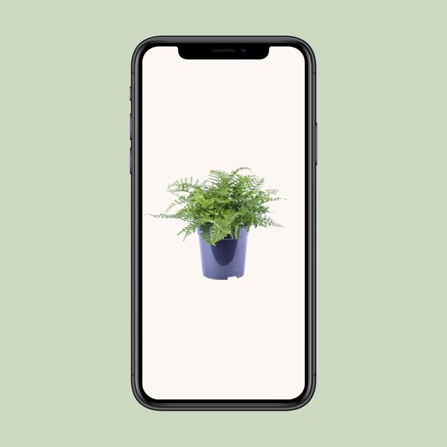 Asplenium Parvati - Ø21cm - ↕40cm