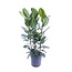 Ficus Binnendijkii Amstel King Gold - Ø27cm - ↕75cm
