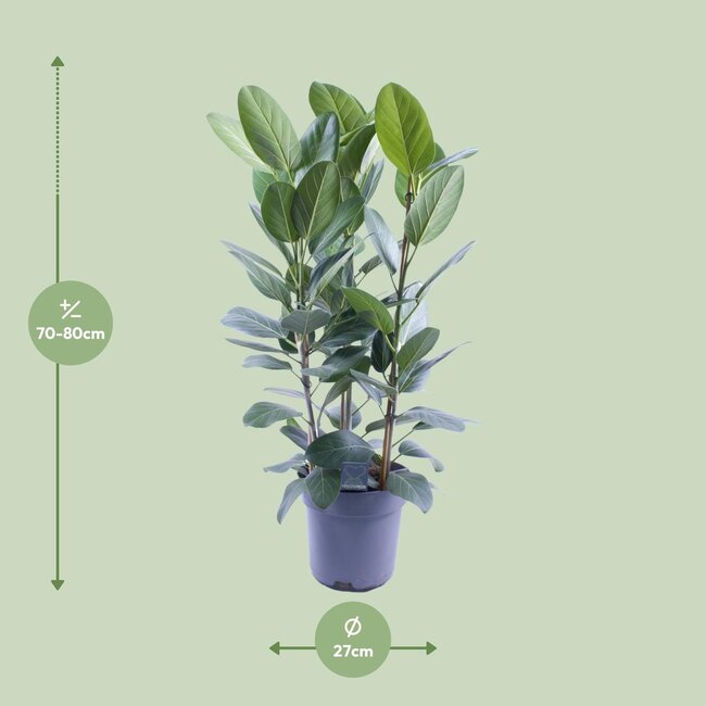 Ficus Binnendijkii Amstel King Gold - Ø27cm - ↕75cm