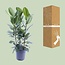 Ficus Binnendijkii Amstel King Gold - Ø27cm - ↕75cm