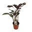 Calathea Fusion White Basic - Ø14cm - ↕40cm