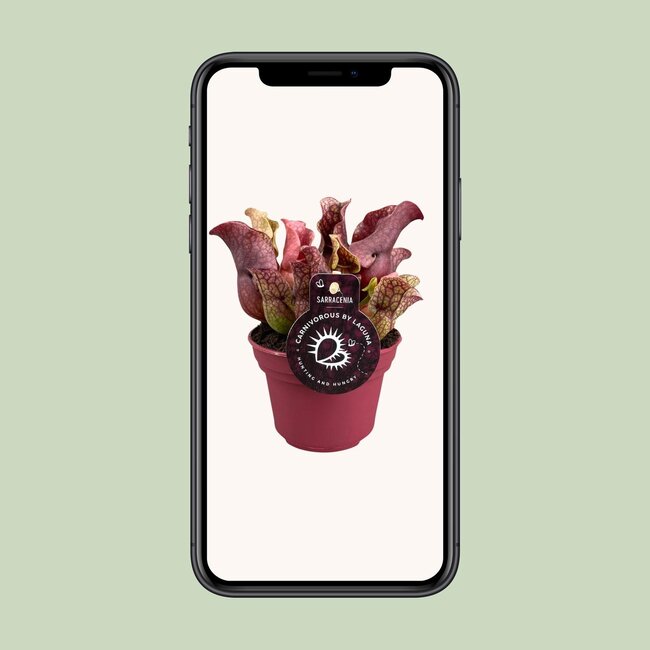 Sarracenia - Ø12cm - ↕20cm