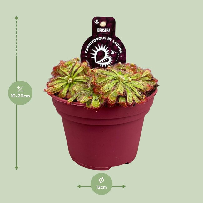 Drosera Aliciae - Ø12cm - ↕12cm