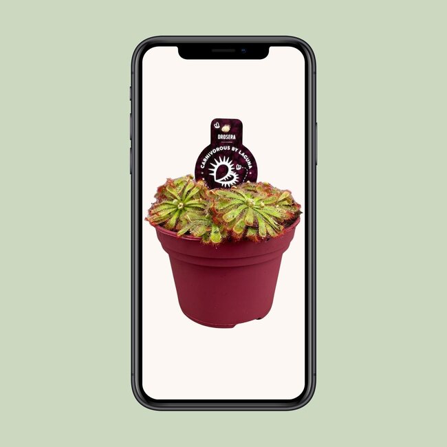 Drosera Aliciae - Ø12cm - ↕12cm