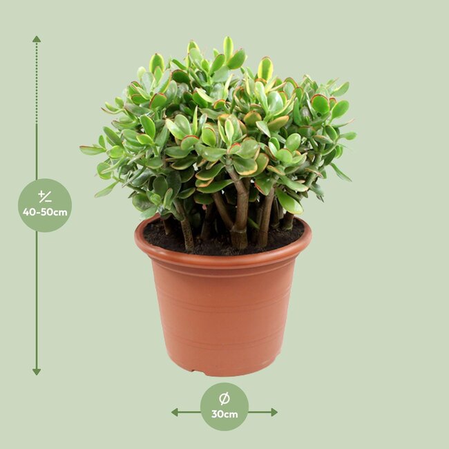 Crassula Sunset - Ø30cm - ↕50cm