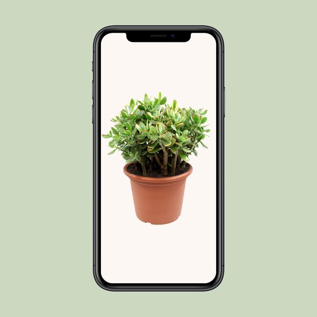 Crassula Sunset - Ø30cm - ↕50cm