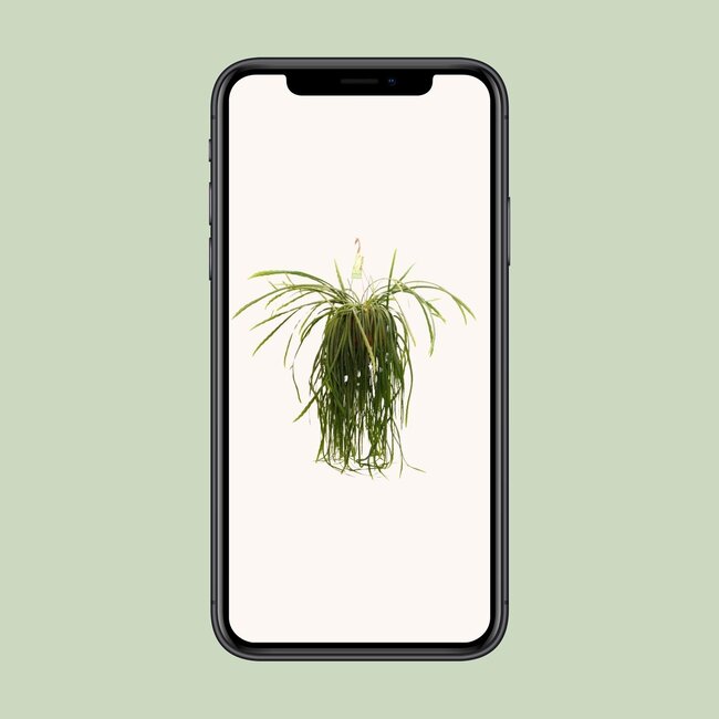 Lepismium Bolivianum - Ø21 ↕70