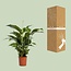 Spathiphyllum Bellini - Ø24cm - ↕100cm