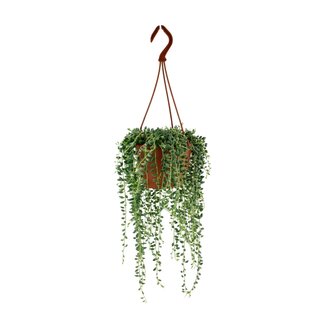 Senecio Herreianus - Ø12cm - ↕20cm