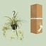 Chlorophytum Comosum Variegatum - Ø14cm - ↕55cm