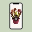 Sarracenia Catesbaei - Ø12cm - ↕23cm