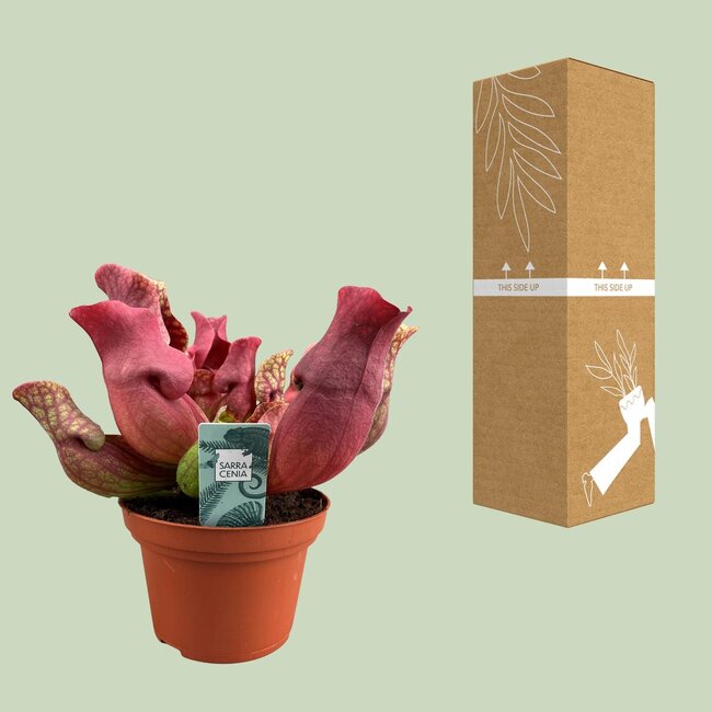 Sarracenia Maroon - Ø12 ↕23