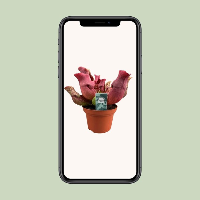 Sarracenia Maroon - Ø12 ↕23