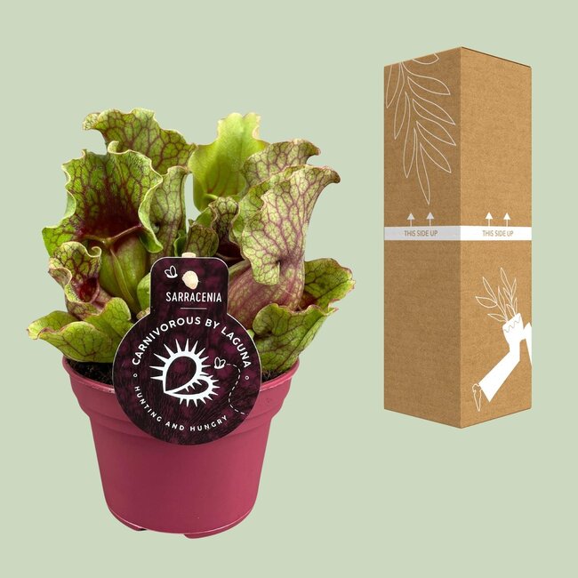 Sarracenia - Ø12 ↕20