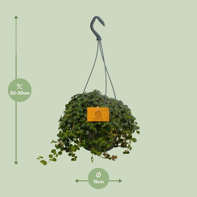 Pilea Depressa - Ø15cm - ↕25cm