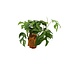 Monstera Minima - Ø12cm - ↕30cm