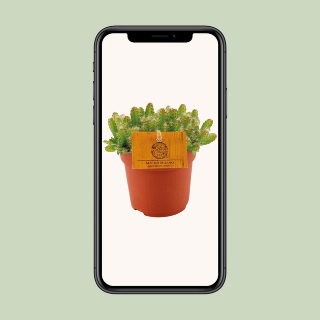 Hylocereus Undatus - Ø11cm - ↕15cm