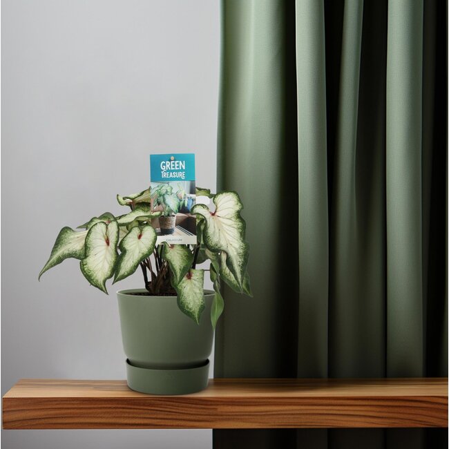 Caladium Wit - Ø12cm - ↕25cm