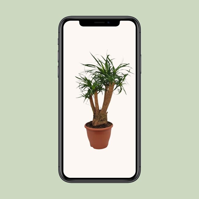 Beaucarnea Nolina - Ø26cm - ↕75cm