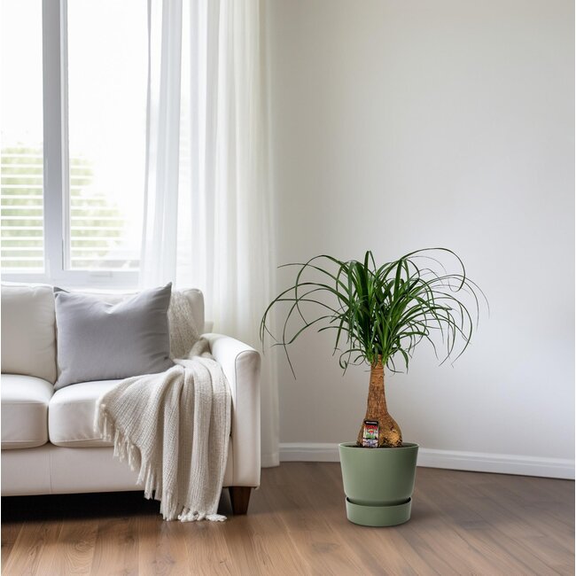 Beaucarnea Nolina - Ø19cm - ↕60cm