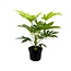 Fatsia Japonica Spider Web - Ø17cm - ↕50cm