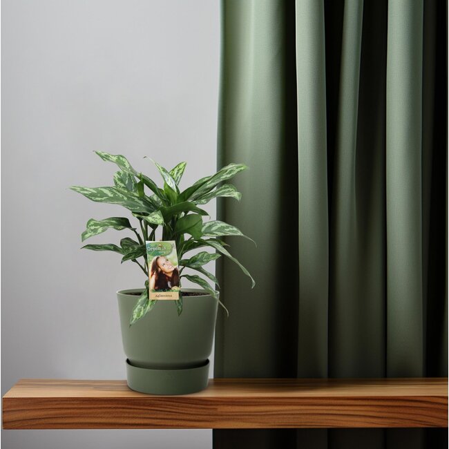 Aglaonema Maria - Ø17cm - ↕40cm