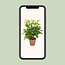 Schefflera Nora - Ø13cm - ↕35cm