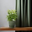 Schefflera Nora - Ø13cm - ↕35cm