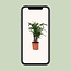 Rhapis Excelsa - Ø21cm - ↕80cm