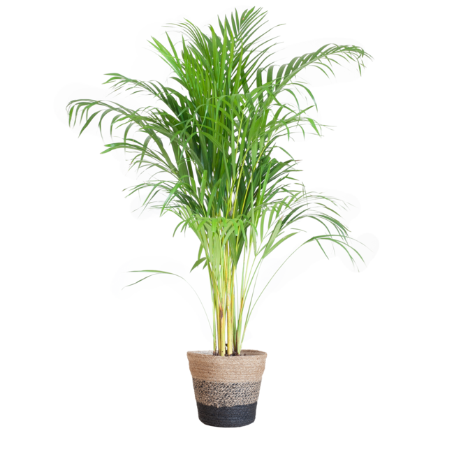 Areca Palm (Dypsis) met Lissabon mand zwart - 100cm - Ø21