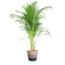 Areca Palm (Dypsis) met Lissabon mand zwart - 100cm - Ø21