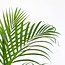 Areca Palm (Dypsis) met Lissabon mand zwart - 100cm - Ø21