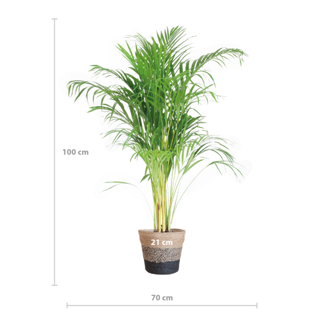 Areca Palm (Dypsis) met Lissabon mand zwart - 100cm - Ø21