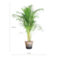 Areca Palm (Dypsis) met Lissabon mand zwart - 100cm - Ø21