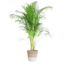 Areca Palm (Dypsis) met Lissabon mand wit - 100cm - Ø21
